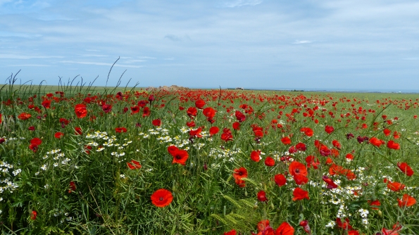 Poppies in the wind II